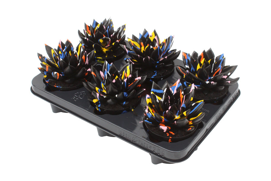 Echeveria colored Splash black 13cm 510cm Pot