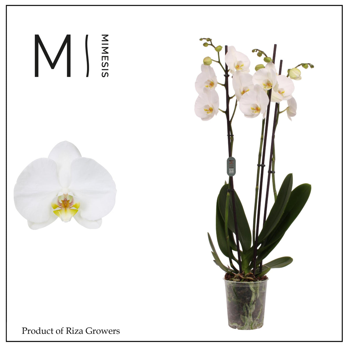 Phalaenopsis Nottingham 60cm 12cm Pot
