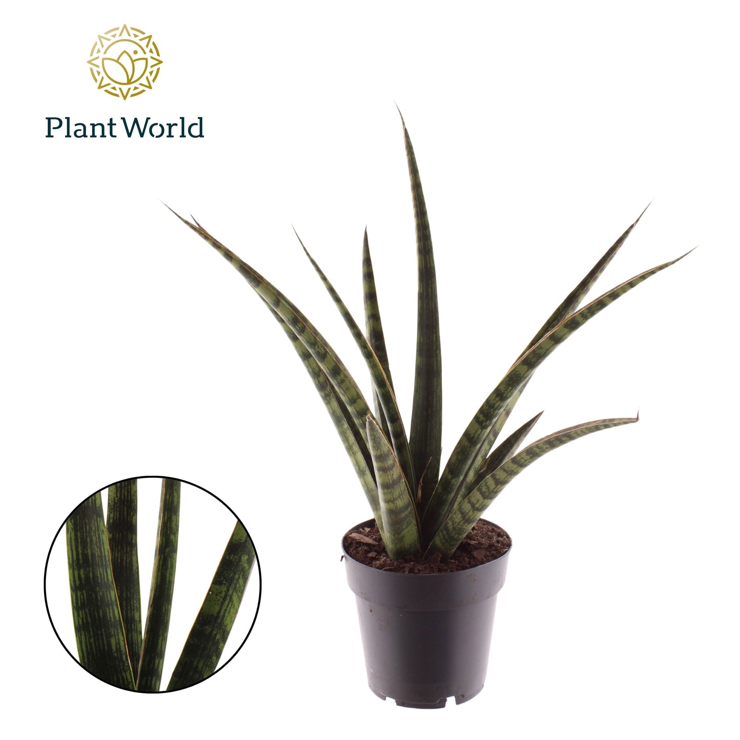 Sansevieria cylindrica 40cm 14cm Pot