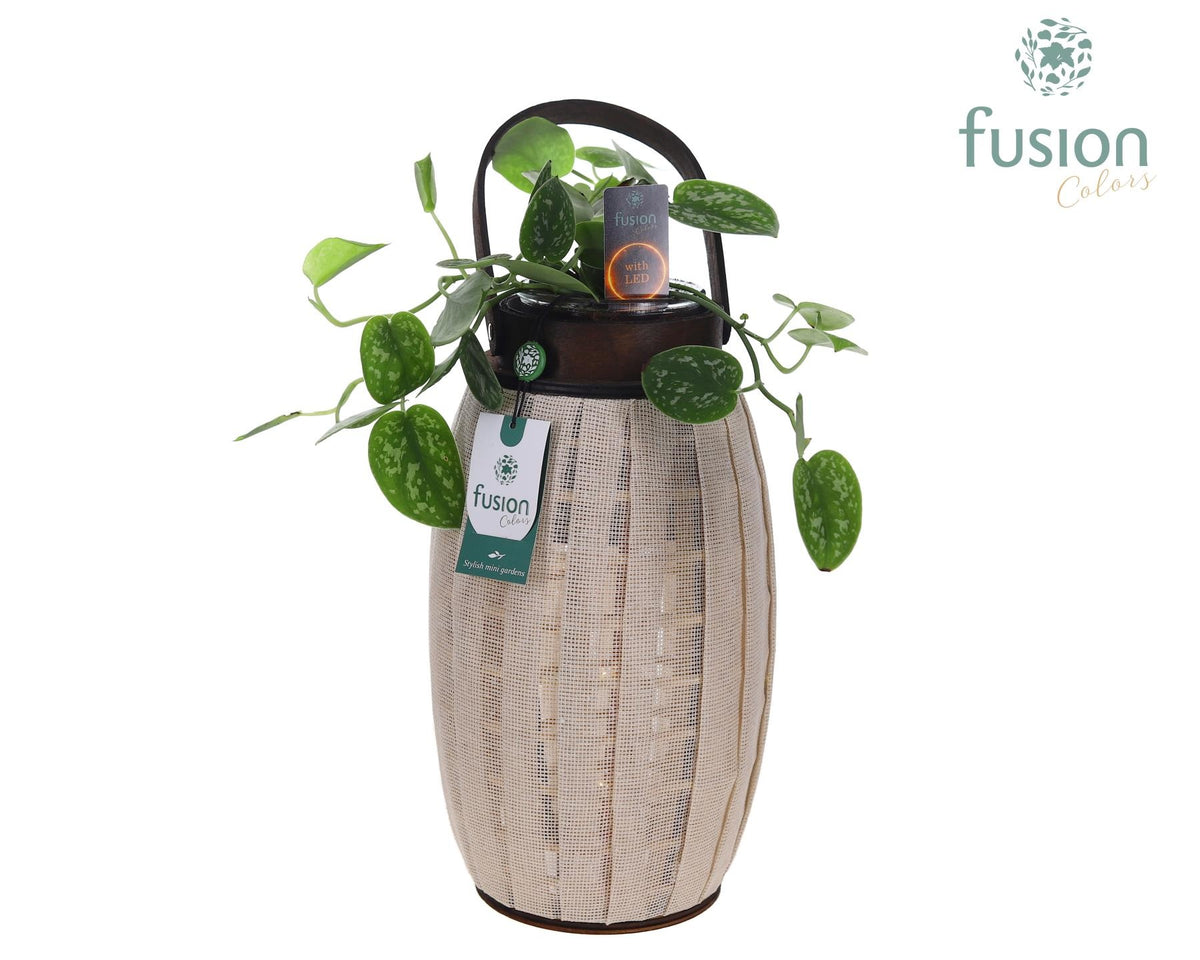 Houten Lantaarn met Scindapsus met 12 LED verlichting batterij 43cm 23cm Pot