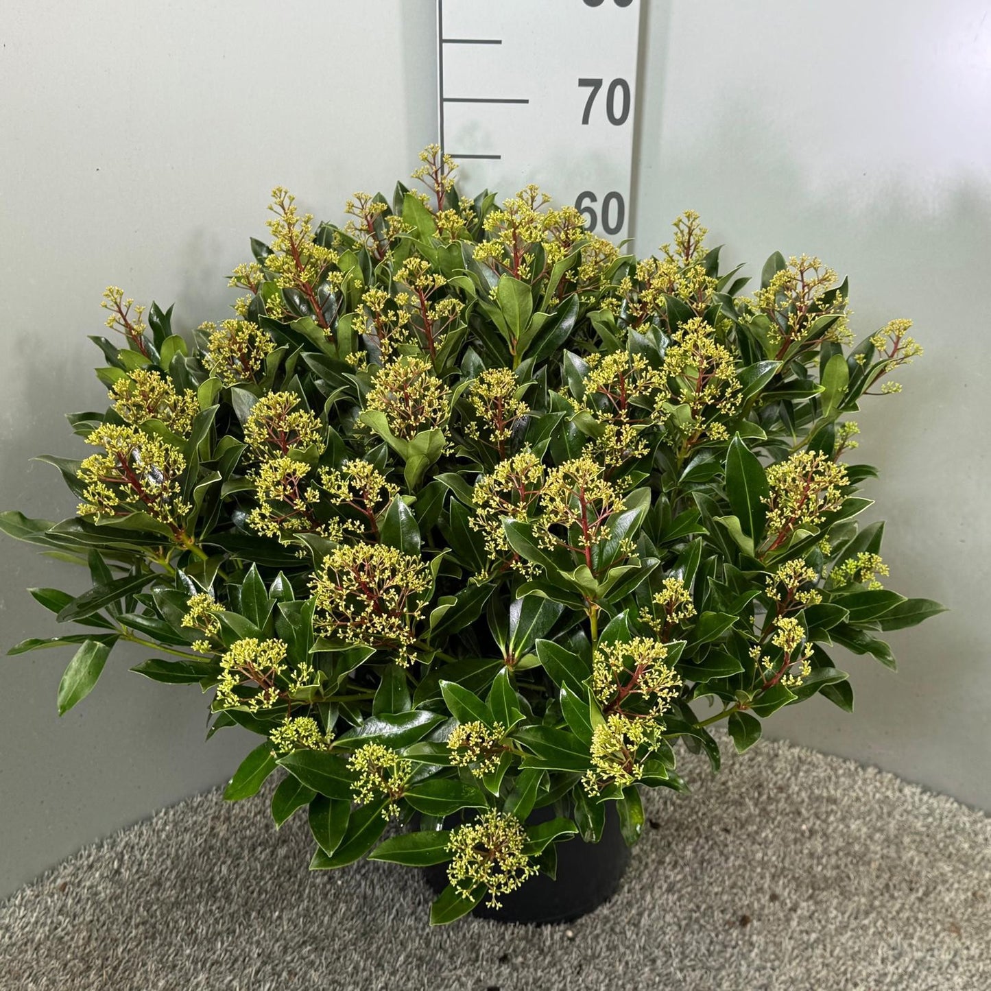 Skimmia japonica Cuba 65cm 31cm Pot