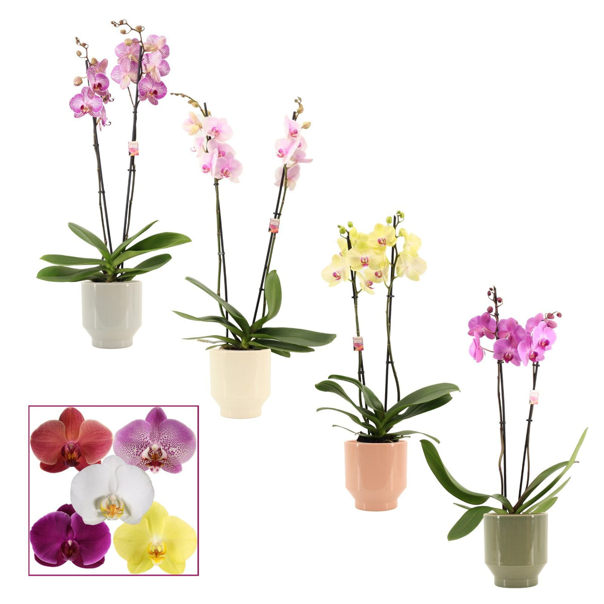 Phalaenopsis mix 65cm 12cm Pot