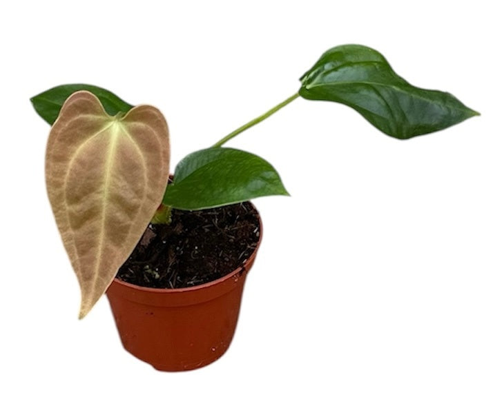 Anthurium andraeanum 12cm 8cm Pot