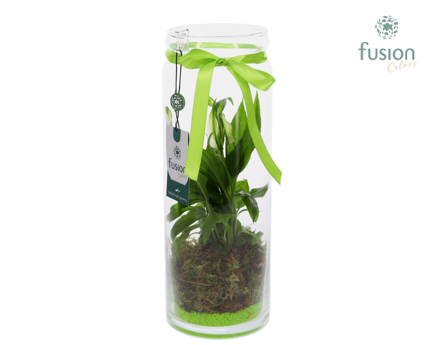 Glazen vaas met Spathiphyllum 35cm 12cm Pot
