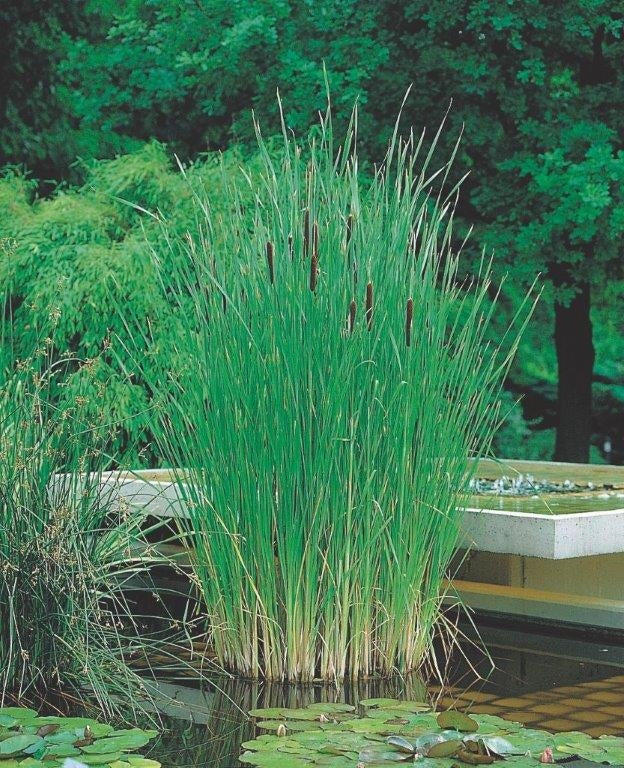 Waterplkw R. Moerings Typha angustifolia Pack of 6