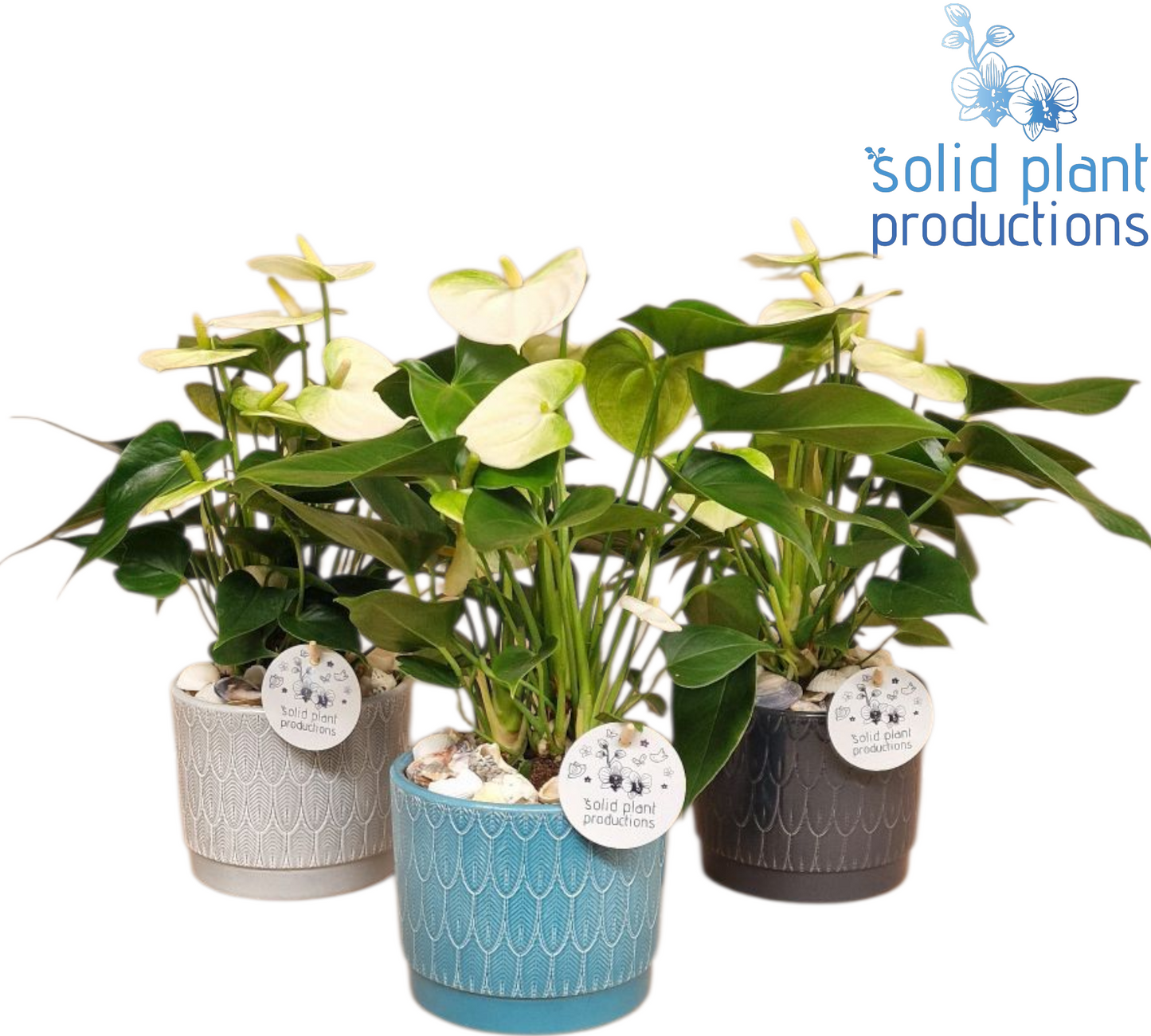 Solid Plant Productions arr. Anthurium Pack of 6