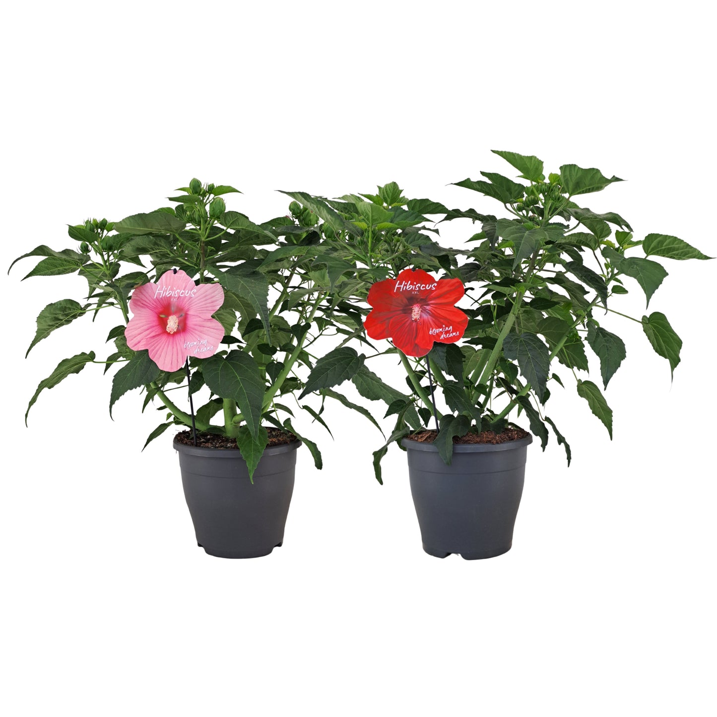 AltaNova Hibiscus mos. Extreme mix Pack of 1