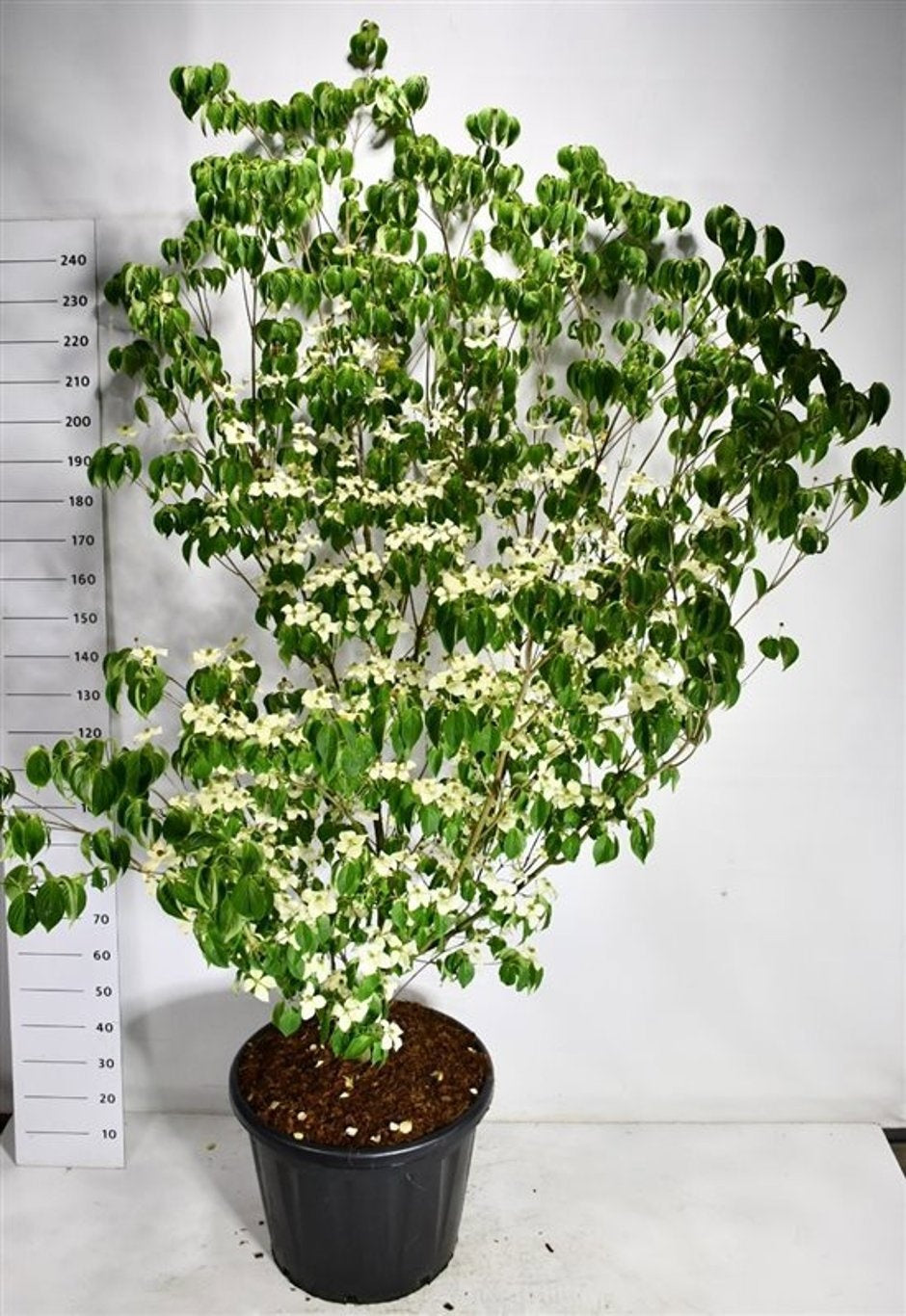 Cornus kousa China Girl 240cm 60cm Pot