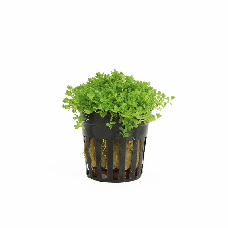 Waterplkw R. Moerings Glossostigma elantinoides Pack of 6