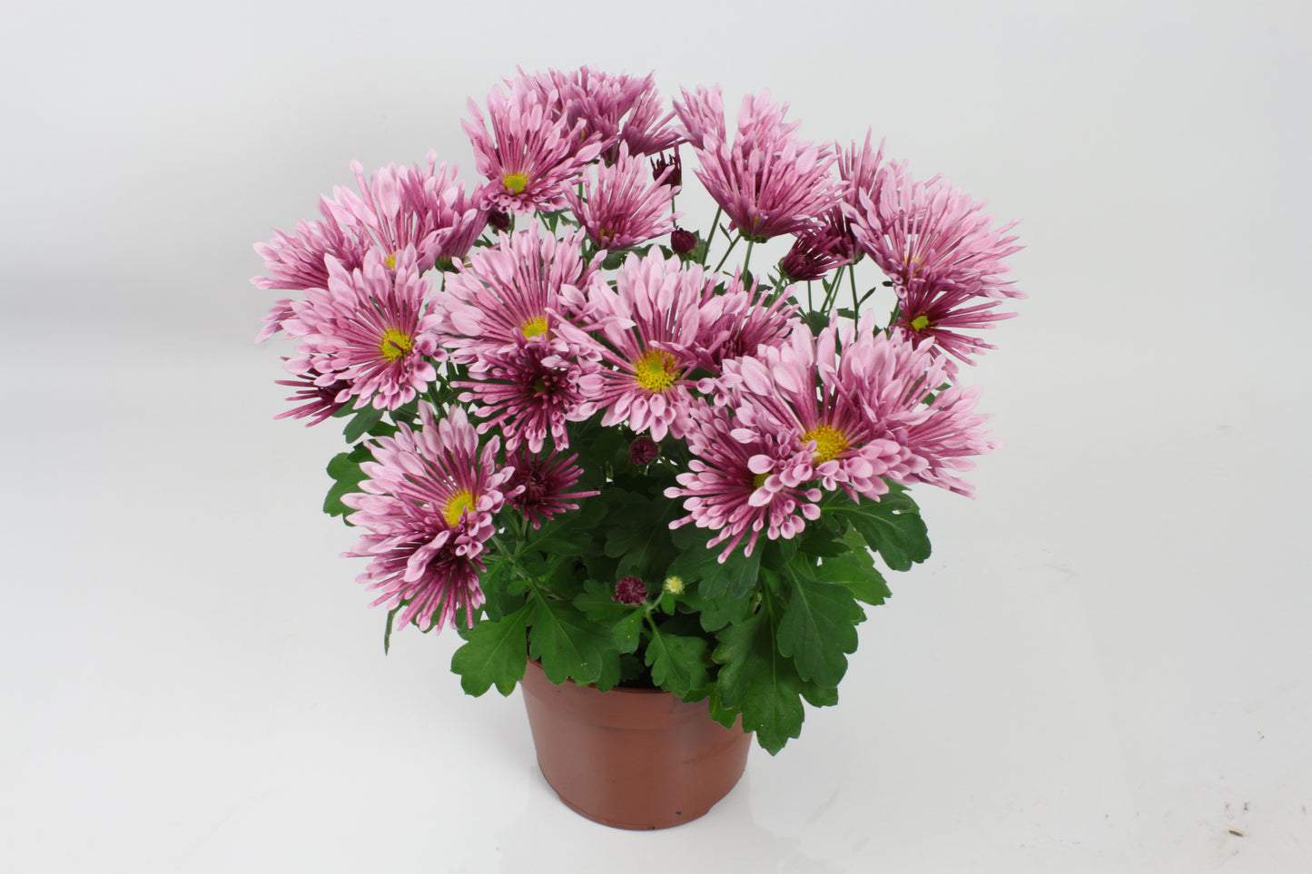 Chrysanthemum Lush 27cm 14cm Pot