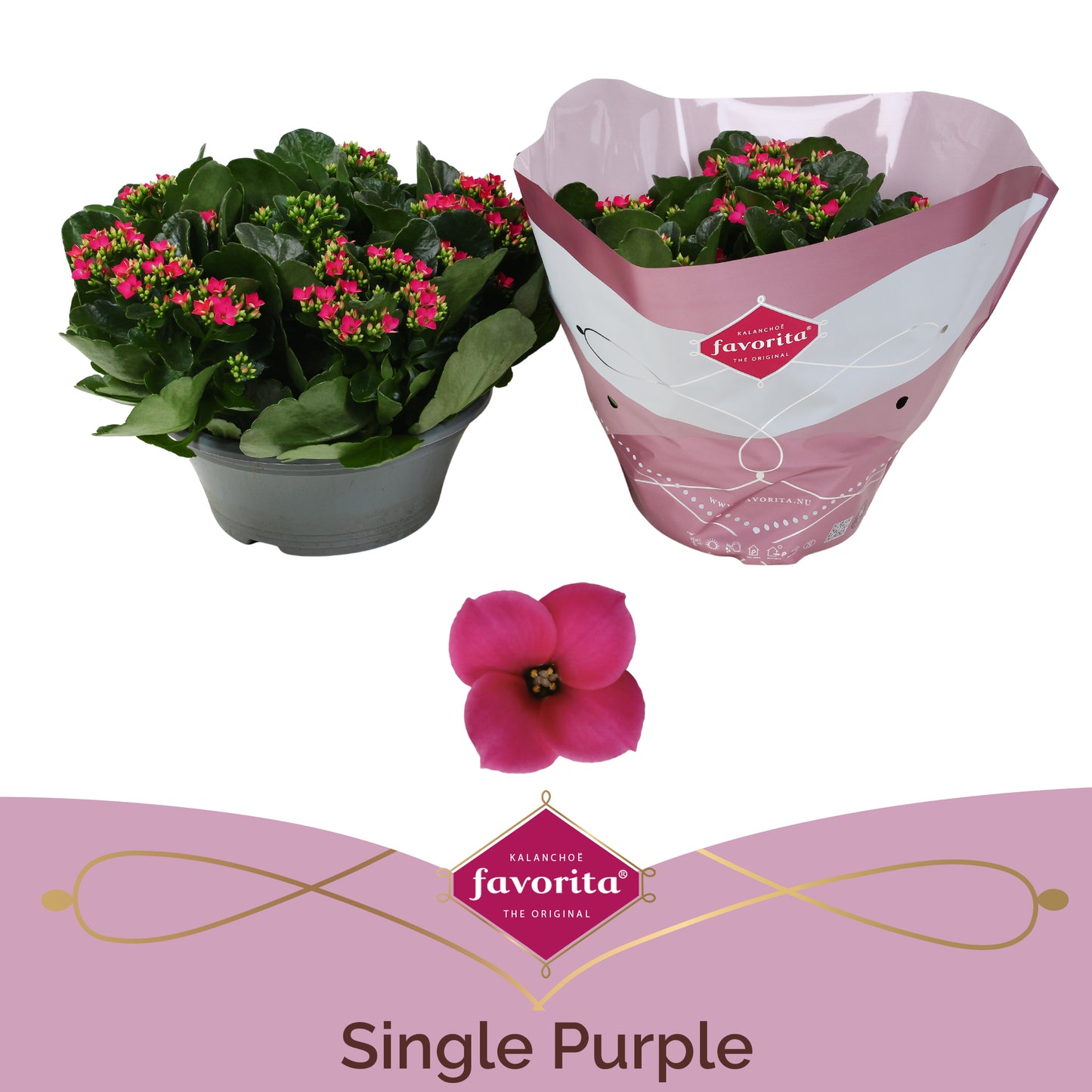 SV.CO Kalanchoe Thalia Purple Pack of 14