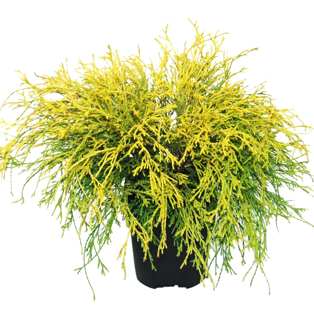 Chamaecyparis Filifera Aurea 40cm 17cm Pot