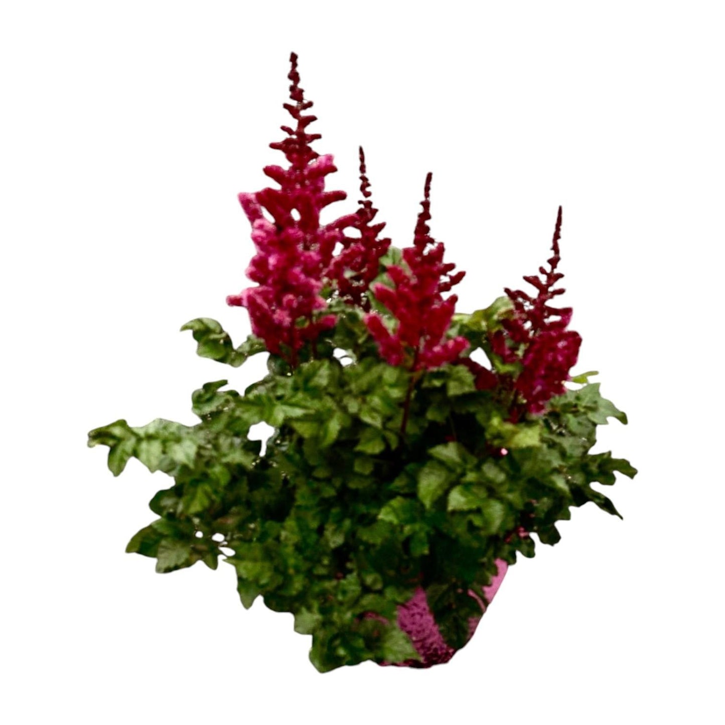 Woudenberg, VOF Gebr. van Astilbe Younique Cerise Pack of 1