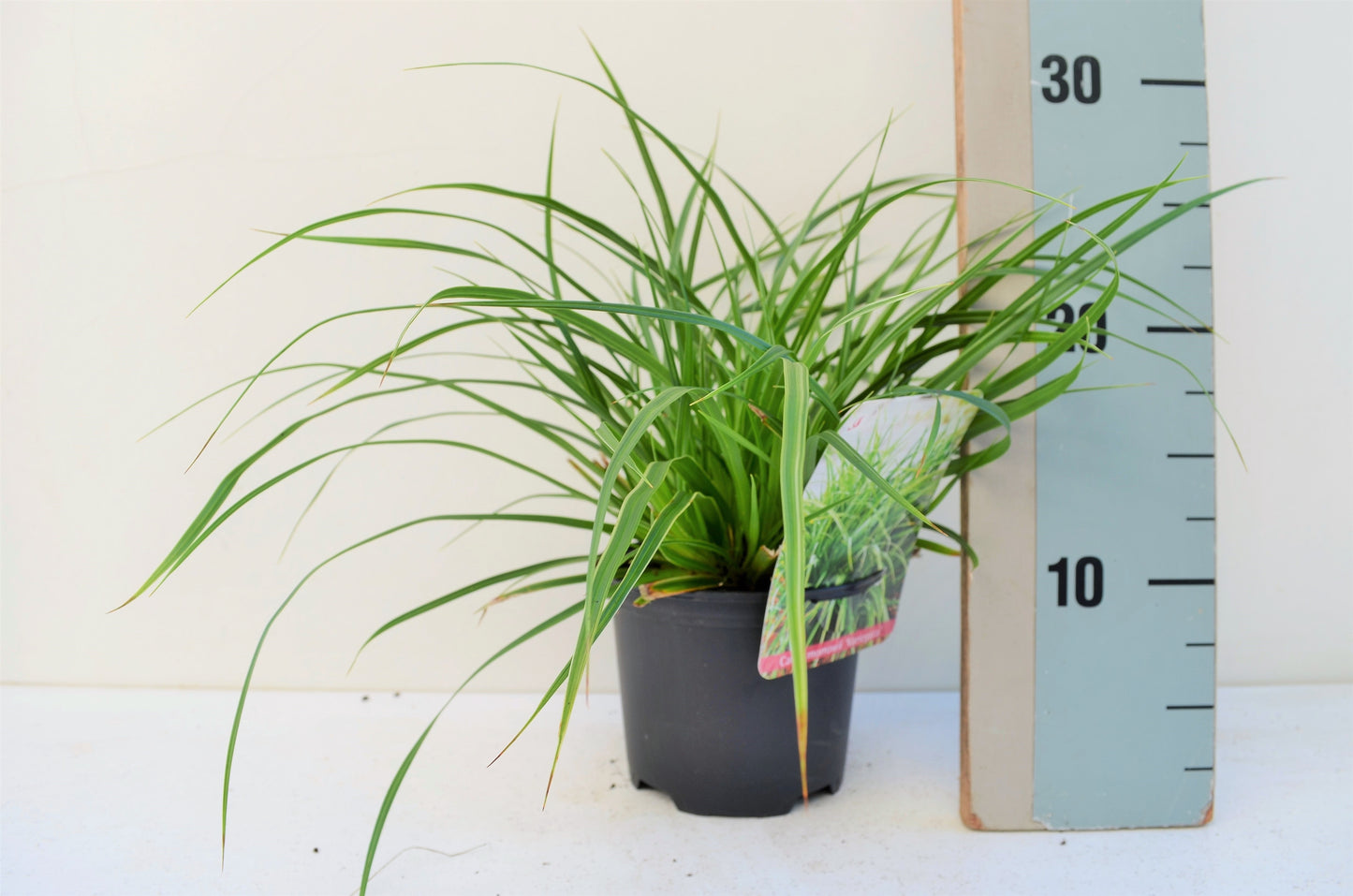 Carex morrowii Variegated 20cm 13cm Pot