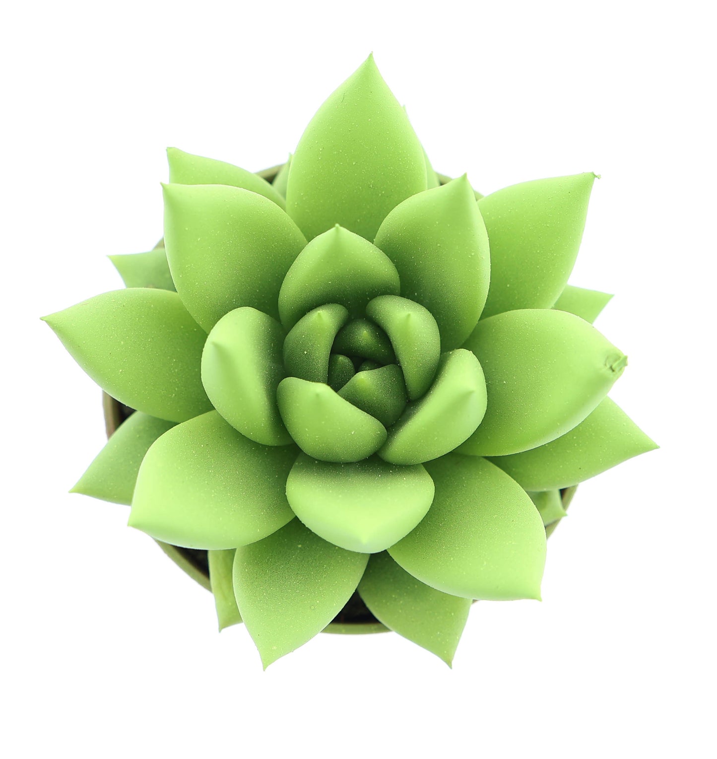 Rainbow yellow-green 8cm 505cm Pot