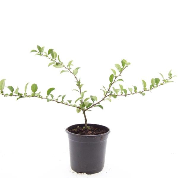 Chaenomeles sup. Texas Scarlet 10cm 14cm Pot