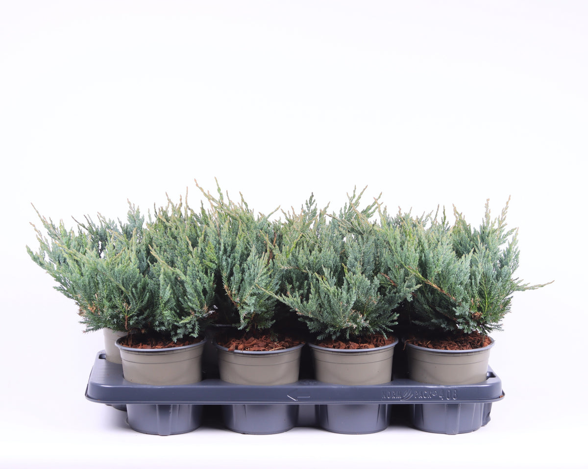Juniperus Blue Chip 20cm 13cm Pot