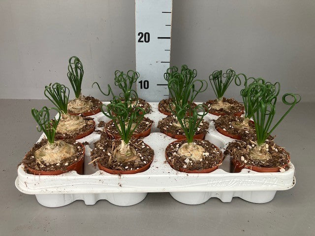 Albuca Frizzle Sizzle 15cm 9cm Pot