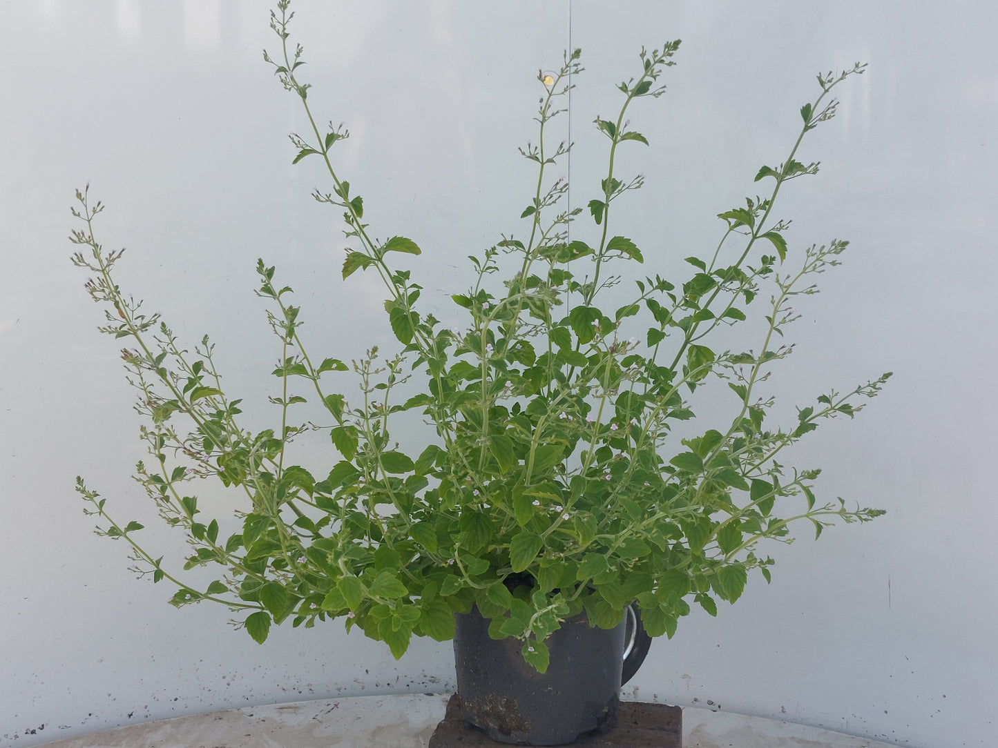 Calamintha nep. Blue Cloud 65cm 17cm Pot