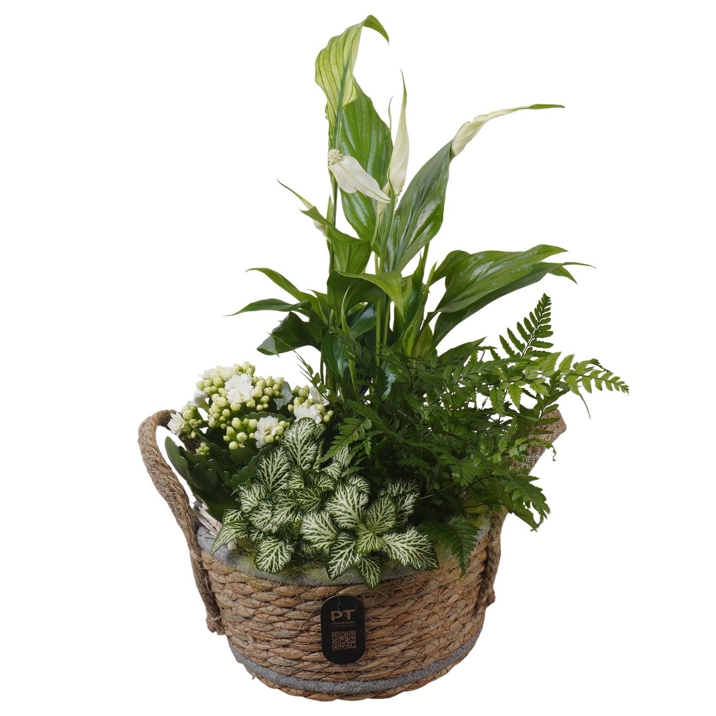Indoor arrangement 44cm 18cm Pot