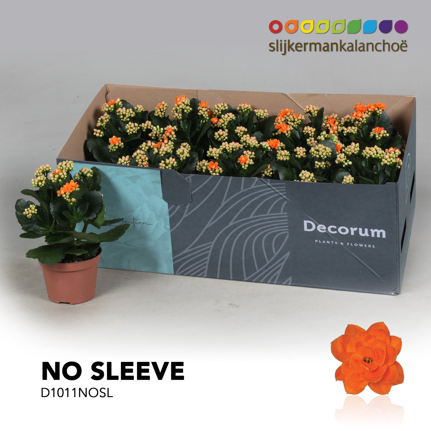 Kalanchoe Sumo Orange 23cm 10.5cm Pot