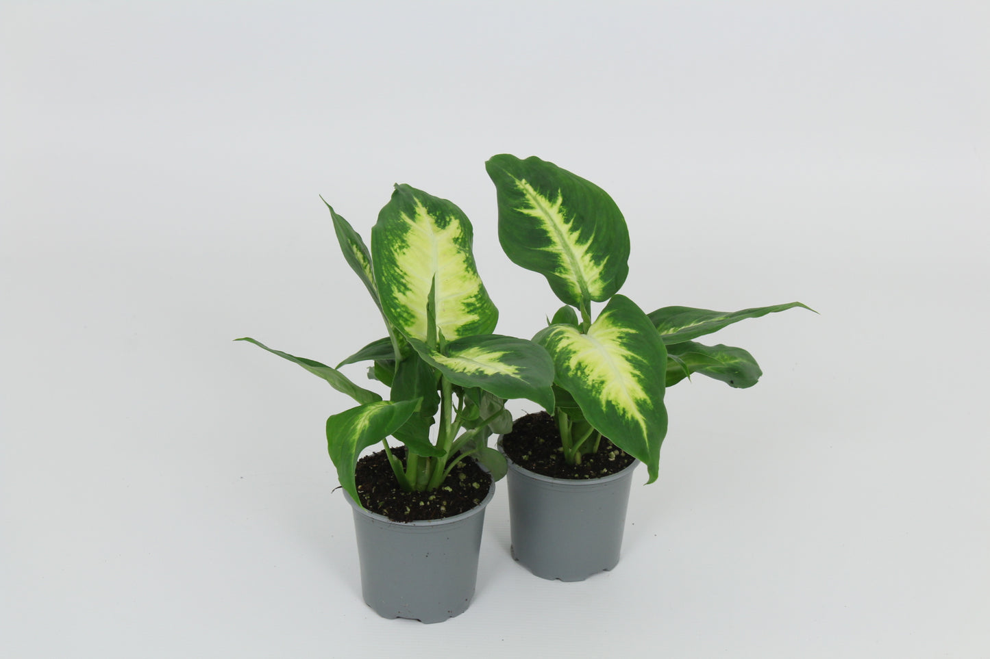 Dieffenbachia Camilla 28cm 8.5cm Pot