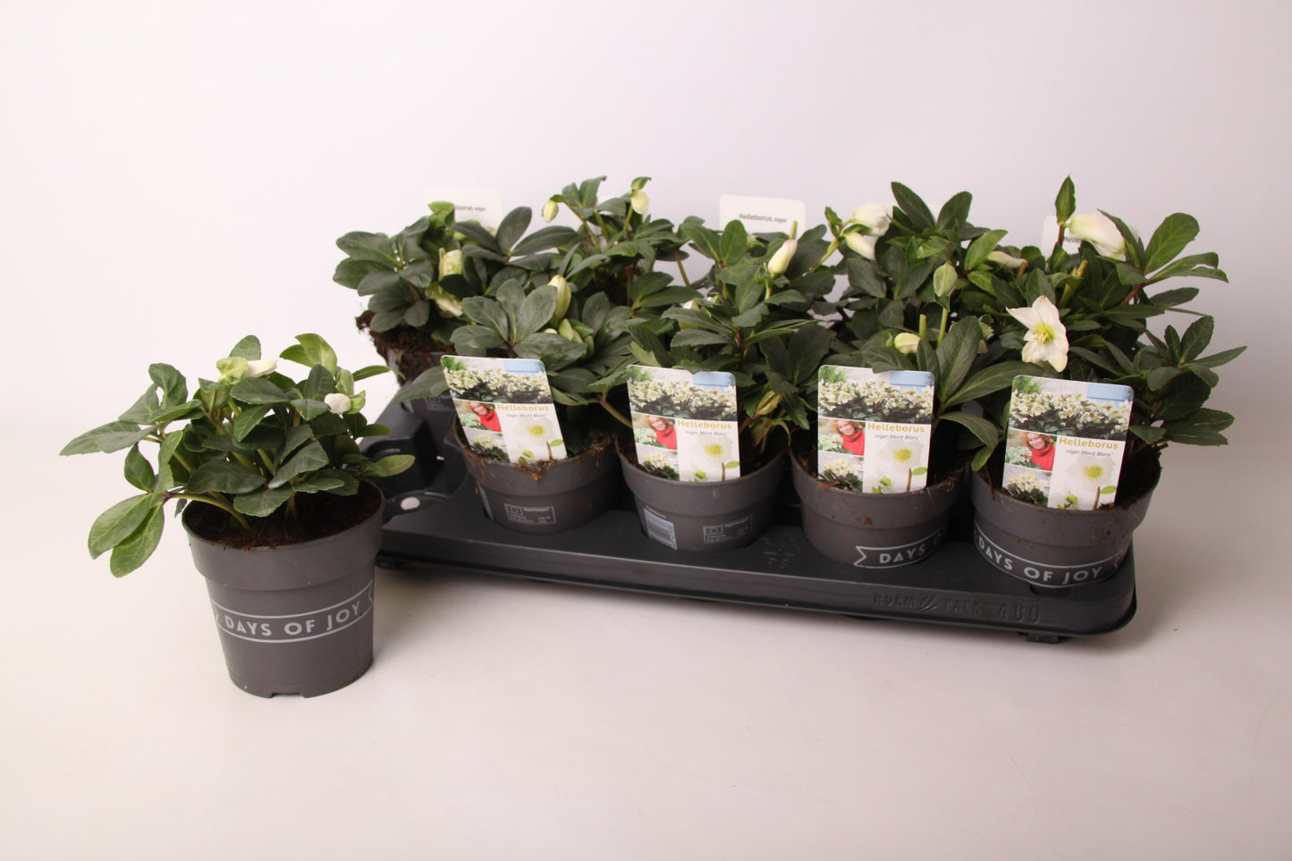 Valk BV Patioplant Helleborus niger Pack of 10