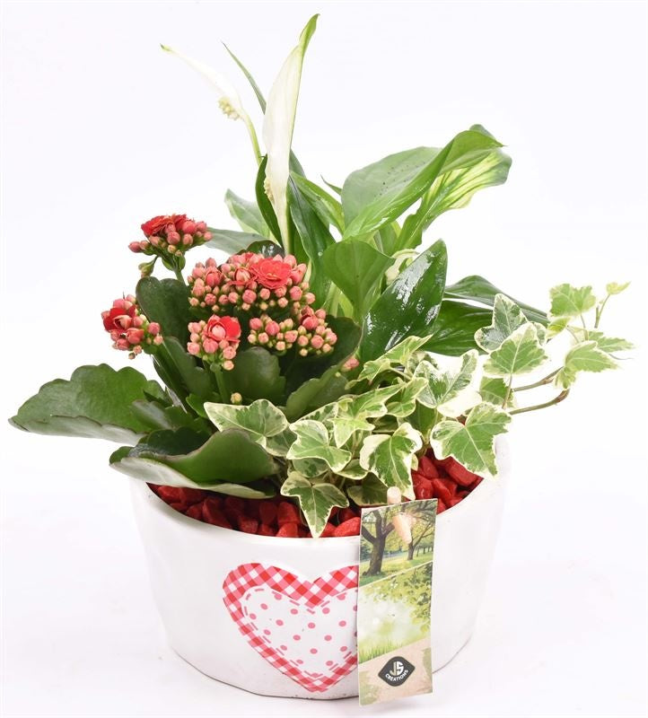Indoor arrangement 15cm Pot