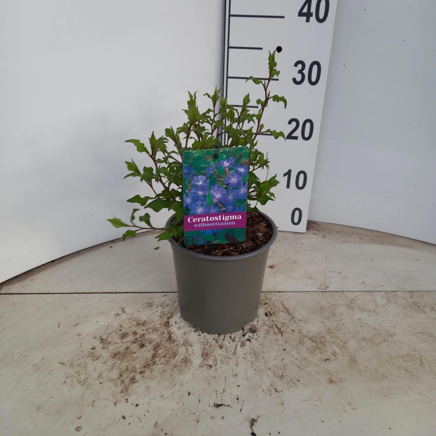 Ceratostigma willmottianum 25cm 17cm Pot