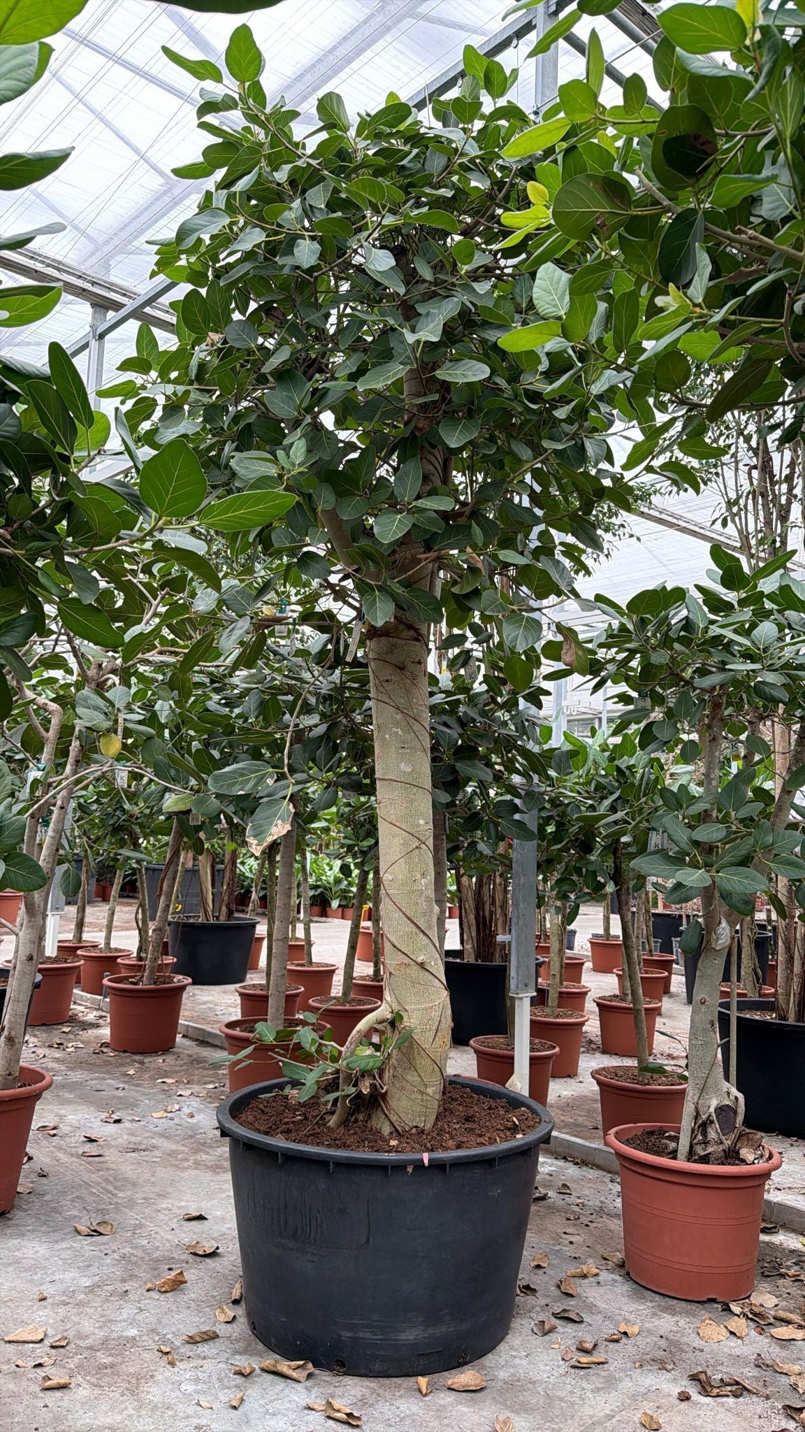 Ficus benghalensis 350cm 96cm Pot