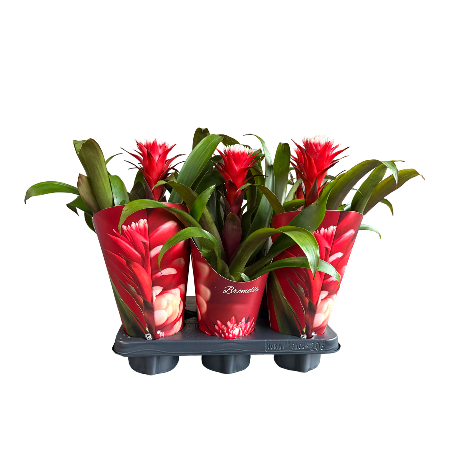 Guzmania Hope 38cm 12cm Pot