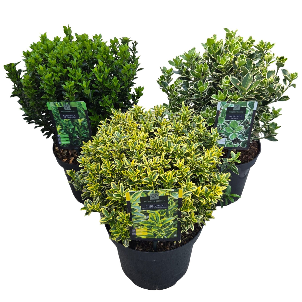 Euonymus japonicus mix 60cm 26cm Pot