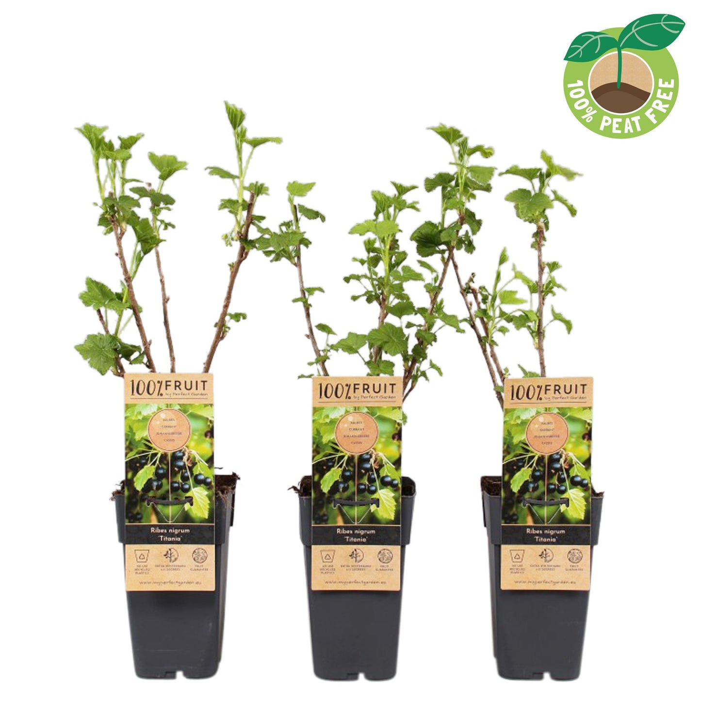 Ribes nigrum Titania (Blackcurrant) 50cm 15cm Pot