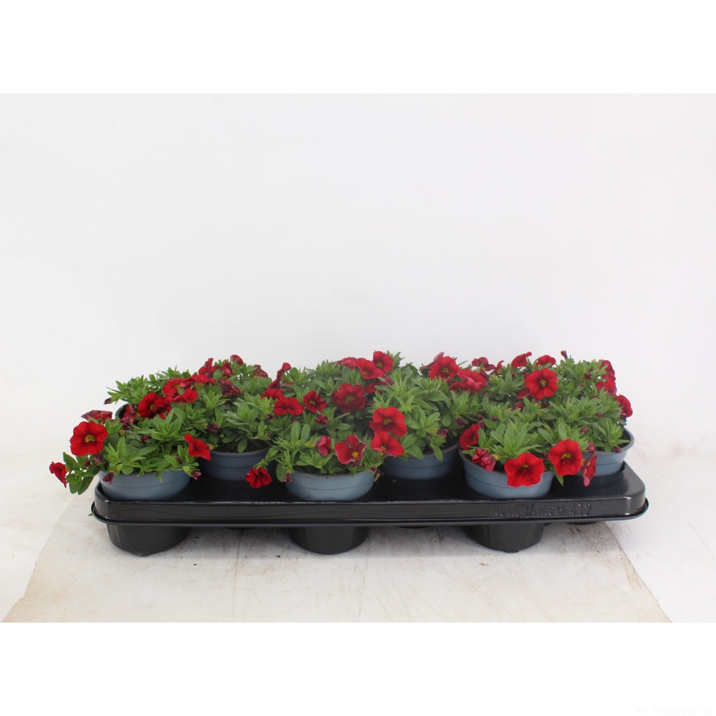Calibrachoa Million Bells Red 20cm 10cm Pot