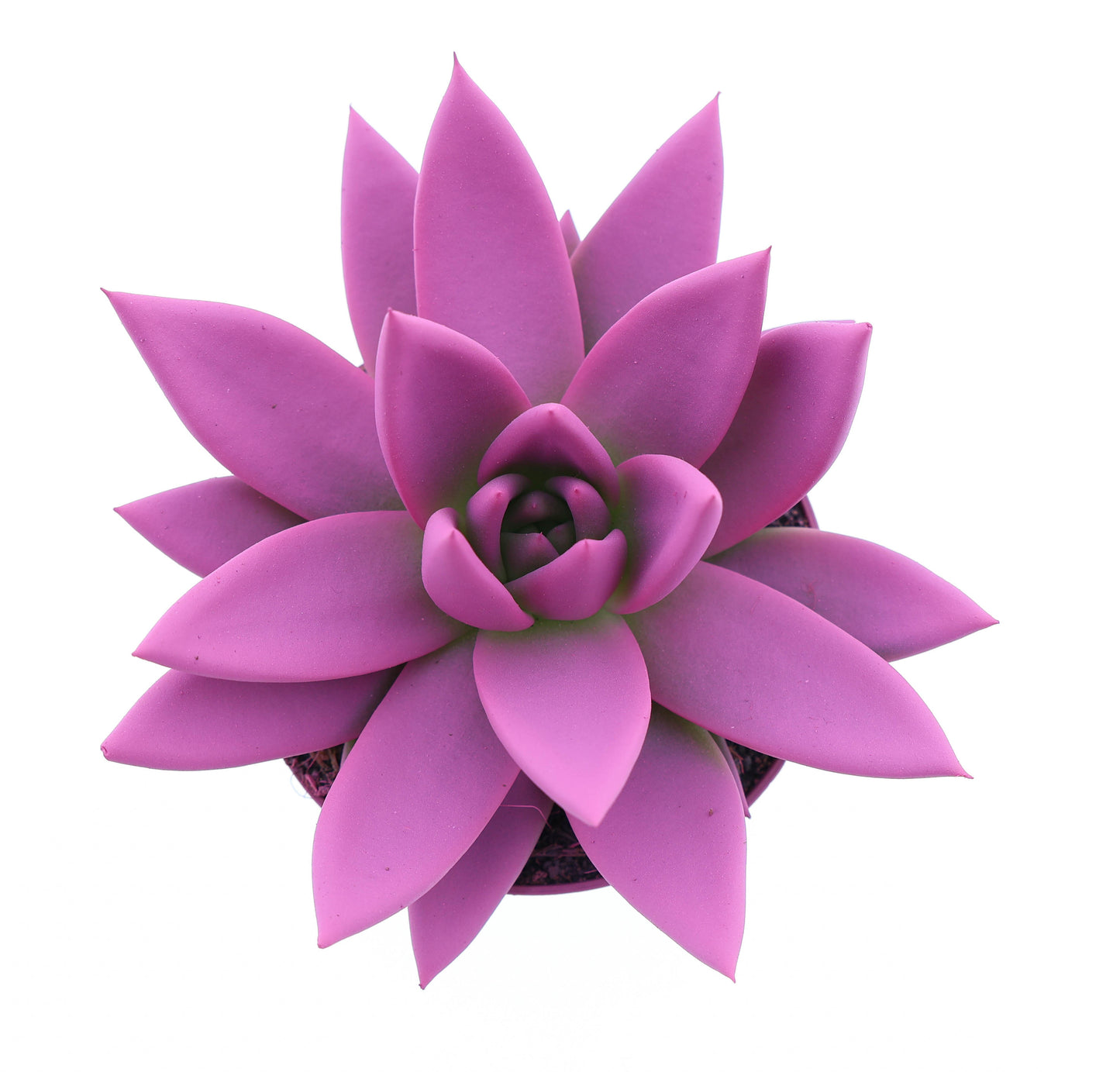 Euro Cactus Holland Bv Rainbow cerise 246 Pack of 12