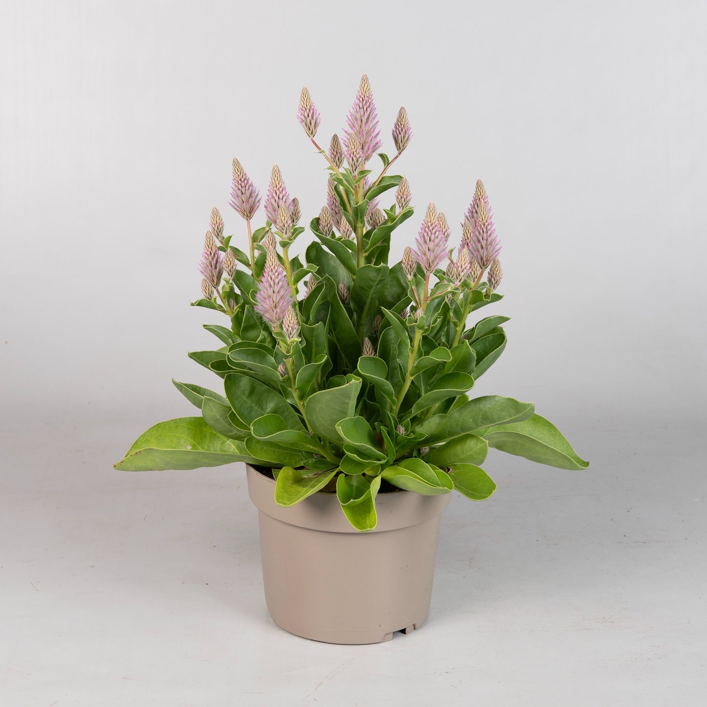 Ptilotus ex. Joey 35cm 17cm Pot