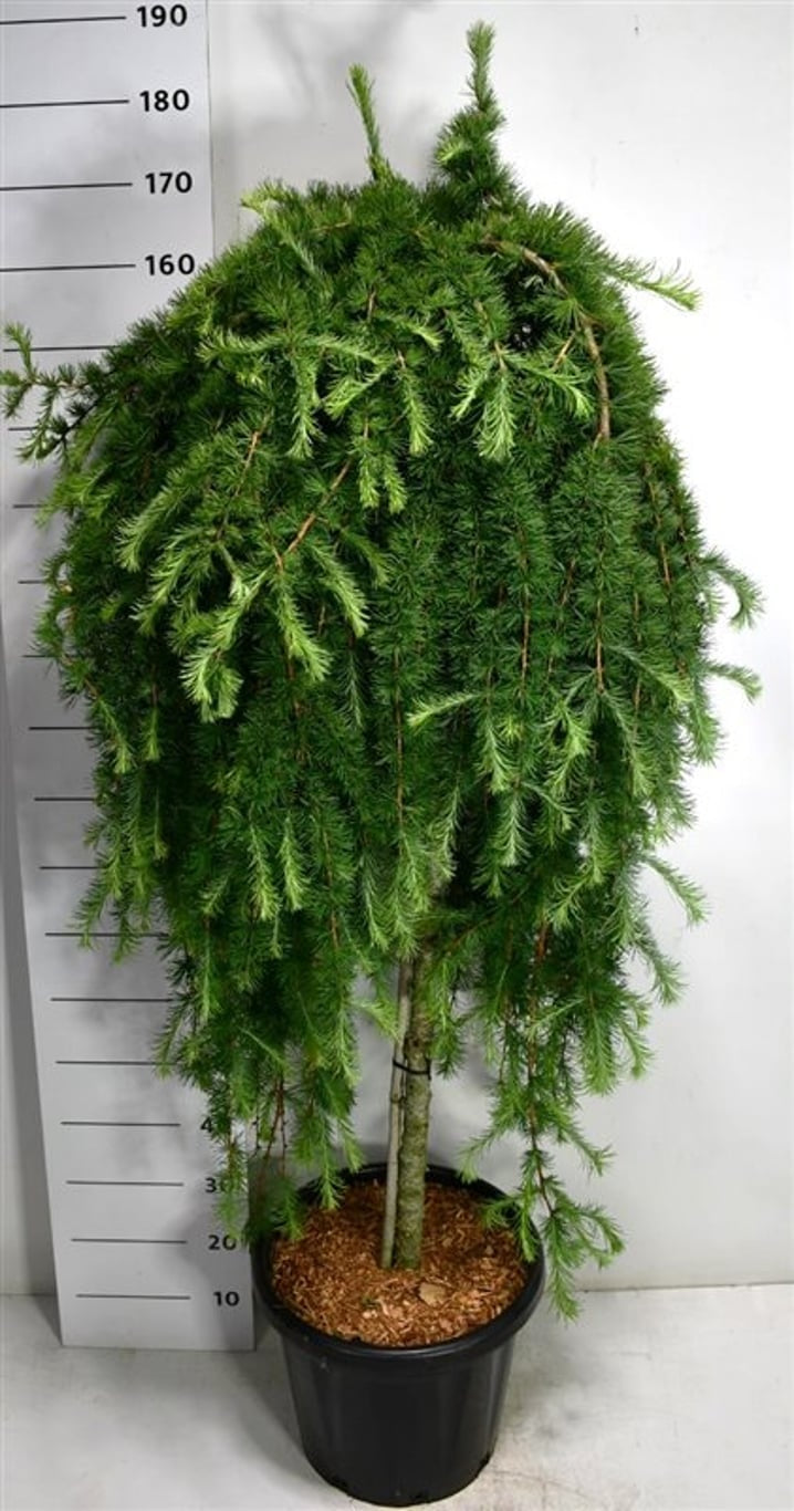 Larix Stiff Weeper 180cm 48cm Pot