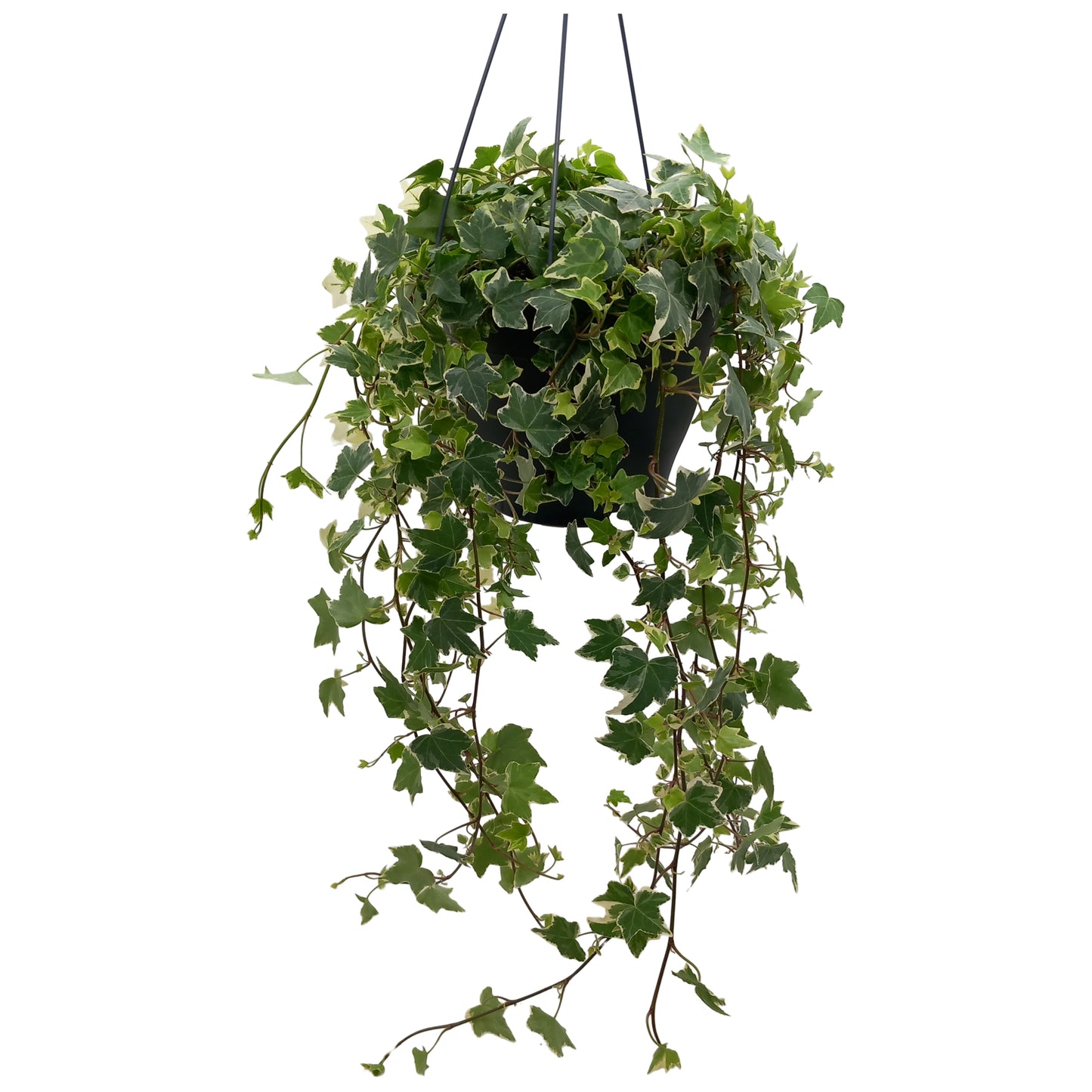 Hedera helix Esther 19cm Pot