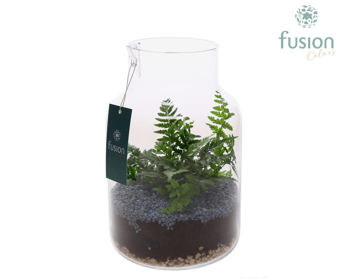 Glas melkbus met Varens 29cm 17cm Pot