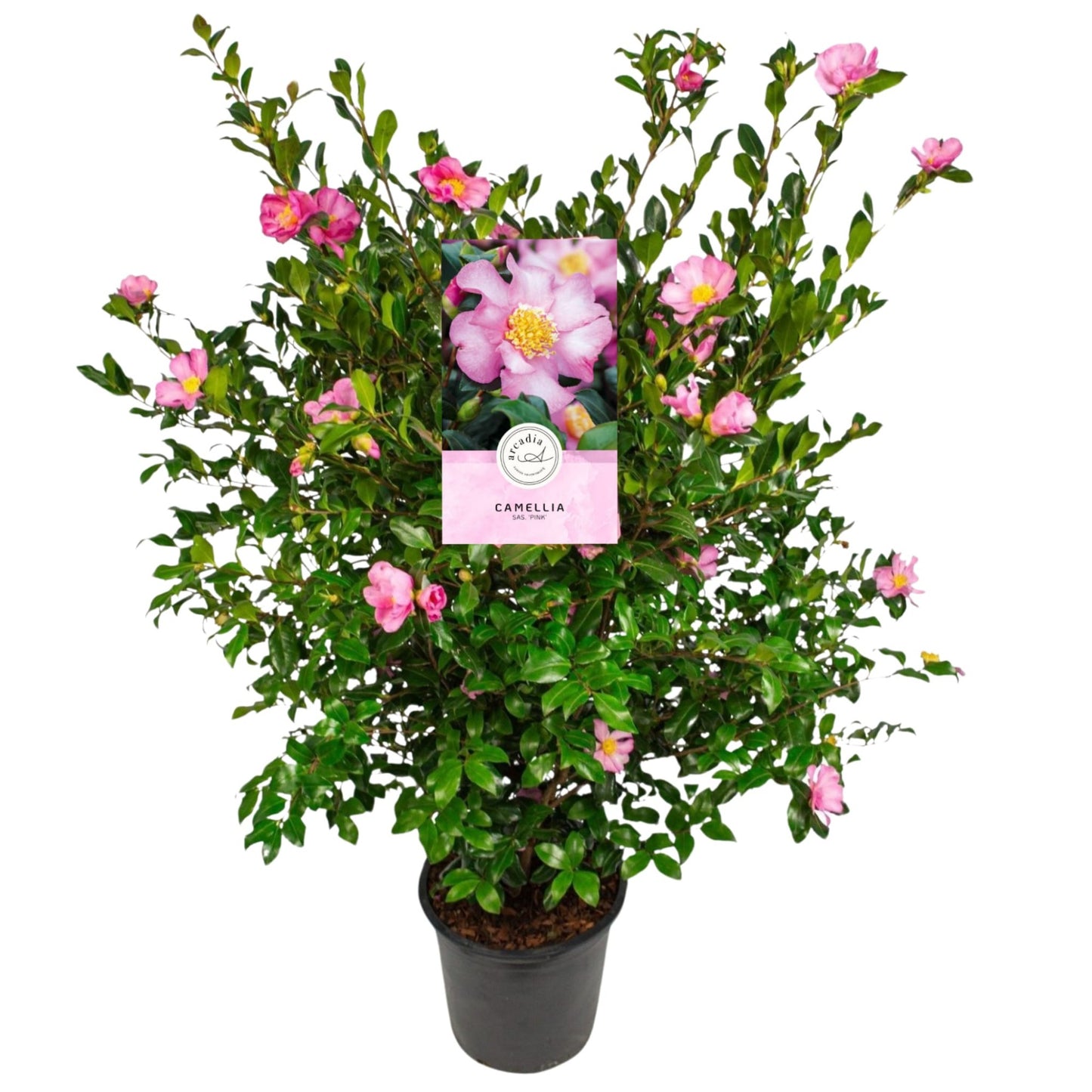 Camellia sasanqua 75cm 24cm Pot