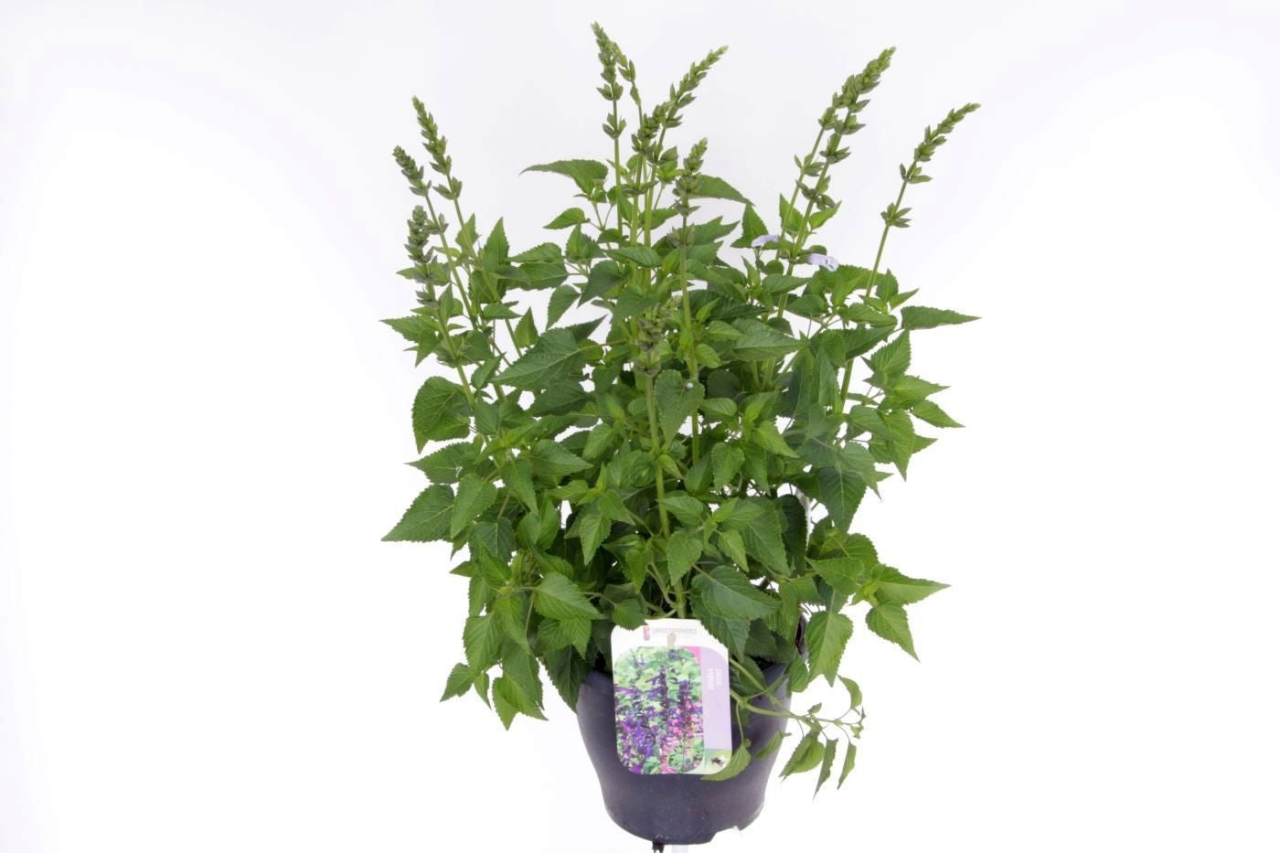 Salvia Salgoon mix 70cm 23cm Pot