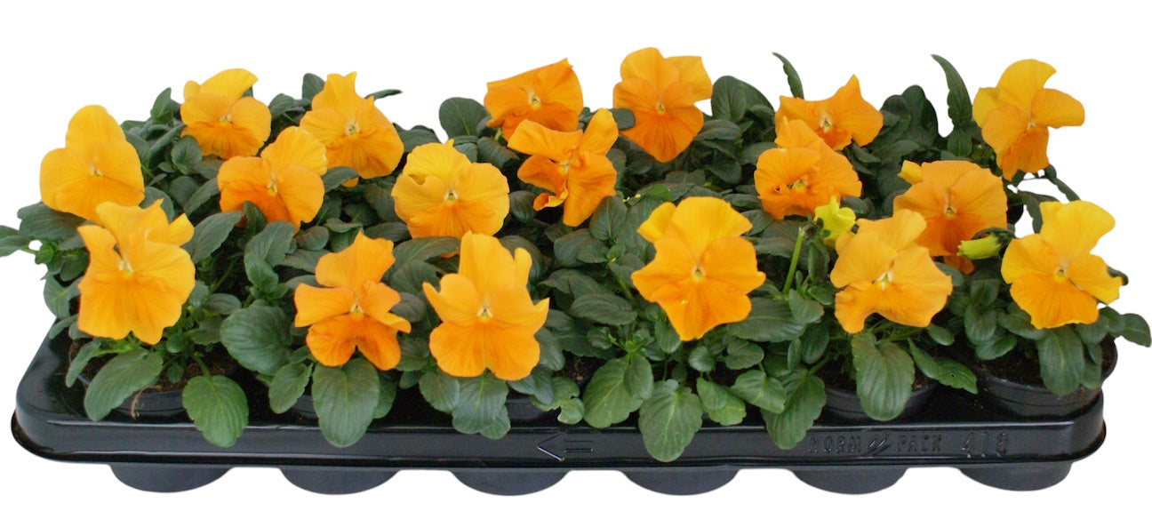 Zuidbaak Honselersdijk Viola Delta Pure Deep Orange Pack of 18