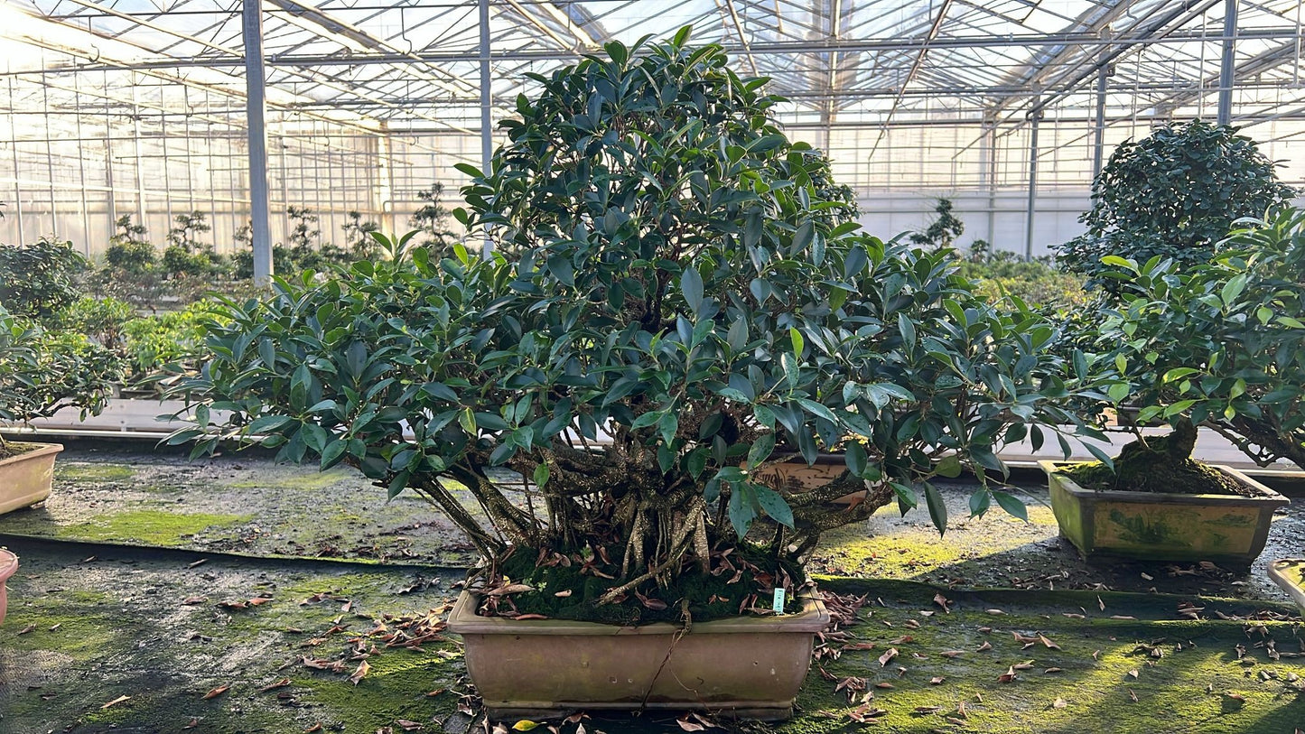 Bonsai Mix 90cm 49cm Pot