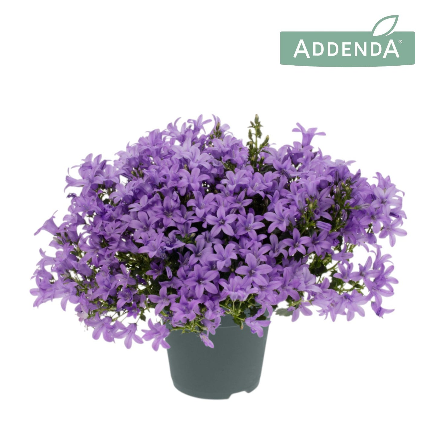 Campanula Ambella lavender 17cm 12cm Pot