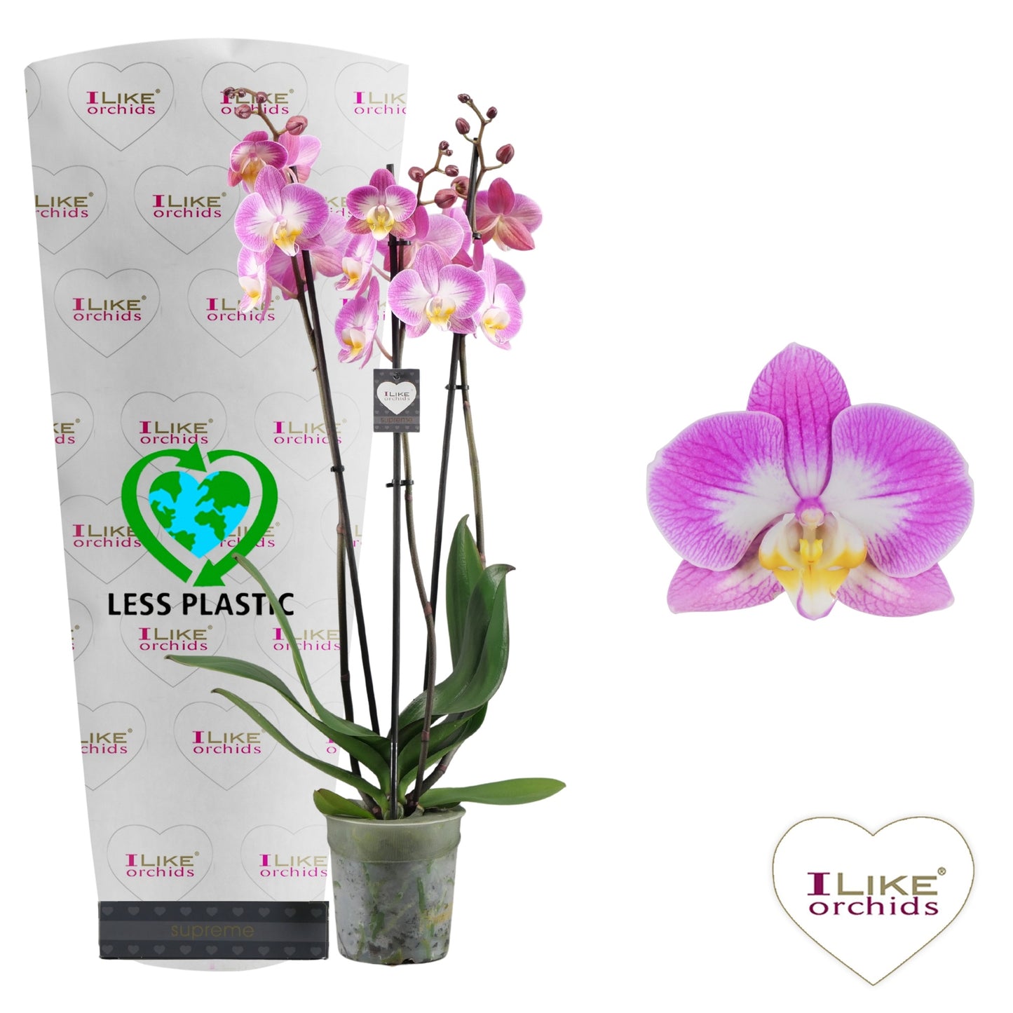 Phalaenopsis Sunca Split 75cm 12cm Pot