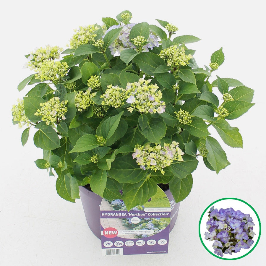 Hydrangea macrophylla mix 35cm 23cm Pot