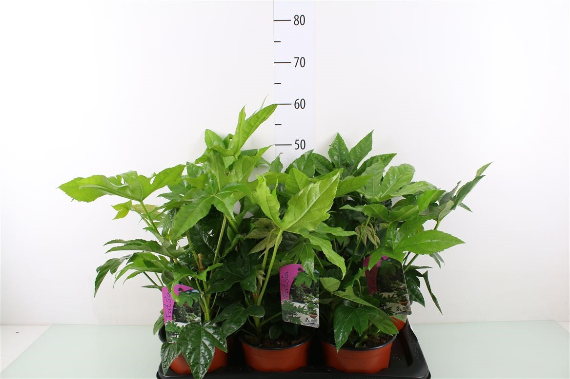 Fatsia japonica 45cm 17cm Pot