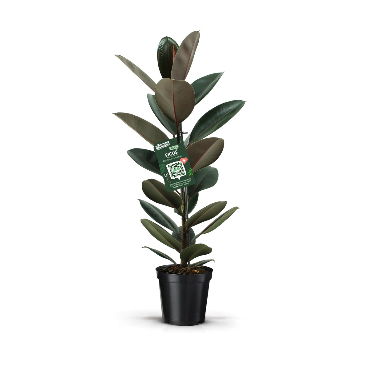 Ficus Abidjan 90cm 21cm Pot