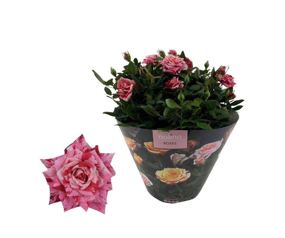 Rosa Hit Ganna 38cm 23cm Pot