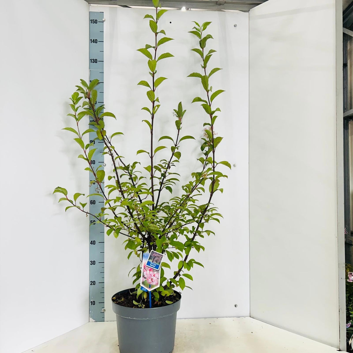 Viburnum farreri 140cm 29cm Pot
